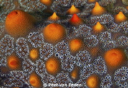 Star fish texture by Peet Van Eeden 